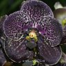 Орхидея Vanda Dark Chocolate (отцвела)