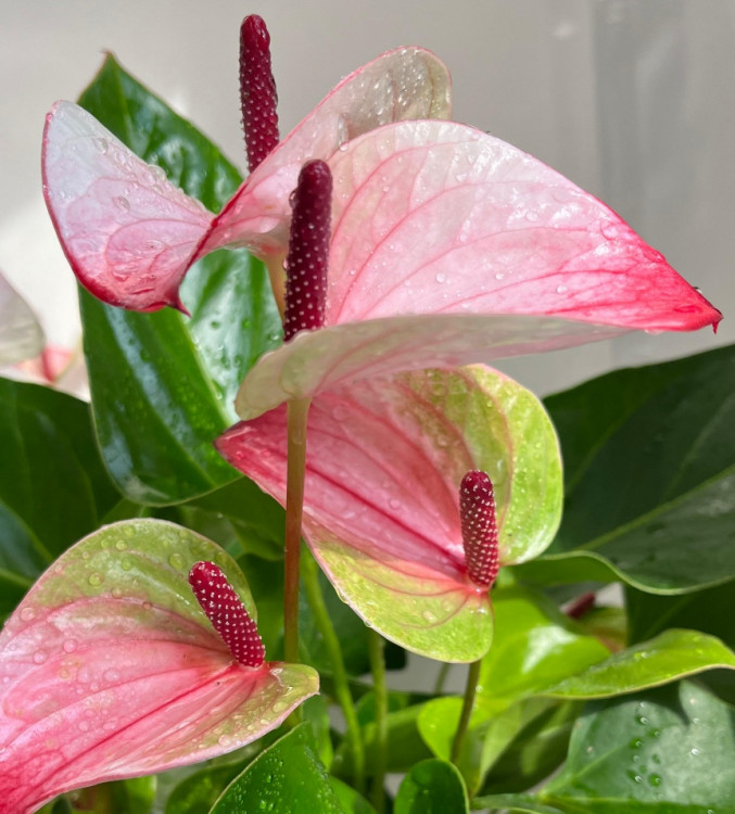 Anthurium Mystique (отцвел)