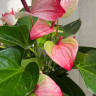 Anthurium Mystique (отцвел)