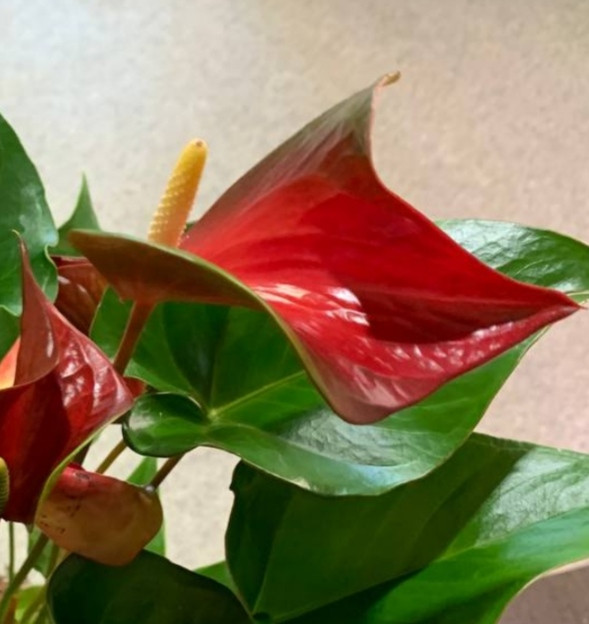 Anthurium Dynamite Red (отцвёл)