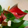 Anthurium Dynamite Red (отцвёл)
