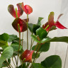 Anthurium Dynamite Red (отцвёл)