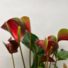 Anthurium Dynamite Red (отцвёл)
