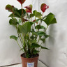Anthurium Dynamite Red (отцвёл)