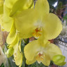 Орхидея Phalaenopsis Savona (отцвел)