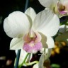 Орхидея Dendrobium Snow Jade (отцвел)