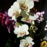 Орхидея Dendrobium Snow Jade (отцвел)