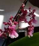 Орхидея Oncidium Sharry Baby 'Sweet fragrance' (отцвел)