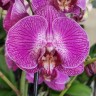 Орхидея Phalaenopsis Sangria (отцвел)