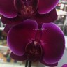 Орхидея Phalaenopsis Emperor Jewel  