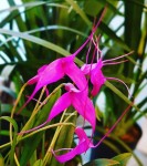 Орхидея Masdevallia   