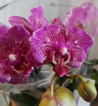 Орхидея Phalaenopsis midi 
