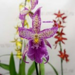 Орхидея Beallara Marfitch 'Howard's Dream' (отцвел)