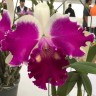 Орхидея Cattleya NSA Big China (отцвела)      