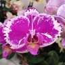 Орхидея Phalaenopsis (отцвёл)