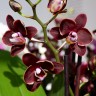 Орхидея Phalaenopsis Brown Sugar, mini (отцвел)