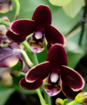 Орхидея Phalaenopsis Brown Sugar, multiflora (отцвел)