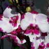 Орхидея Phalaenopsis King Car Dalmatian, big lip (отцвел)