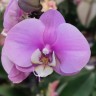 Орхидея Phalaenopsis Taisuco Anna (отцвел)