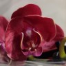 Орхидея Phalaenopsis multiflora  (отцвёл)  