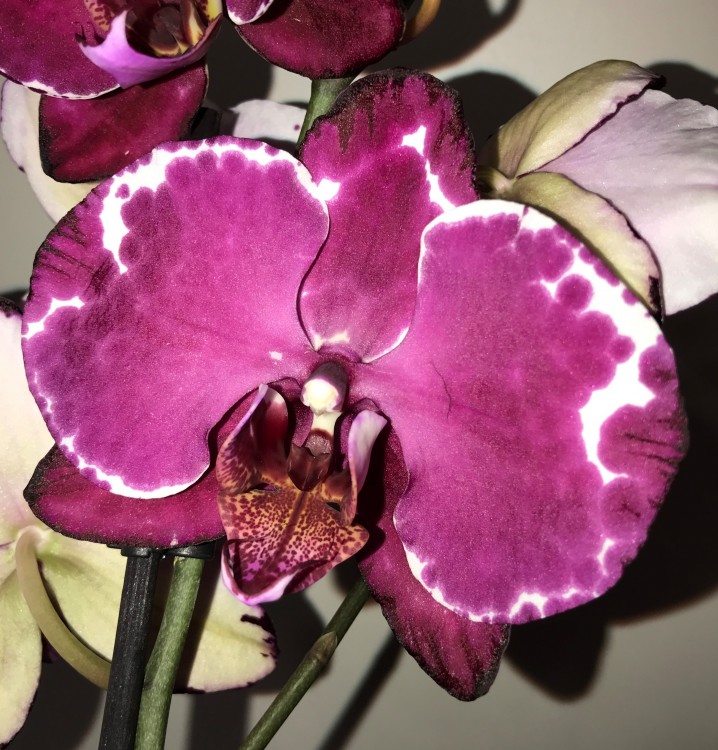 Орхидея Phalaenopsis Malwa (отцвёл, РЕАНИМАШКА)