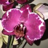 Орхидея Phalaenopsis Malwa (отцвёл, РЕАНИМАШКА)