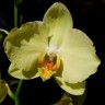 Орхидея Phalaenopsis Ferrara 