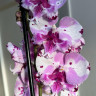 Орхидея Phalaenopsis, Big Lip (отцвел)