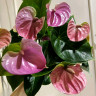Anthurium Cavalli Purple  