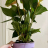 Anthurium Cavalli Purple  