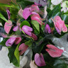 Anthurium Cavalli Purple  