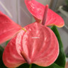 Anthurium Sweet Dream 