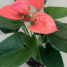 Anthurium Sweet Dream 