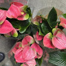 Anthurium Sweet Dream 