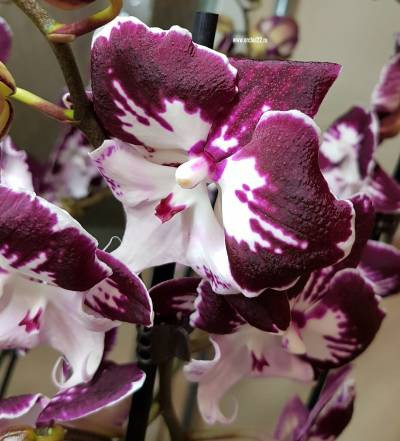 Орхидея Phalaenopsis Tinkerbells Kizz, Big Lip (отцвел, РЕАНИМАШКА) 