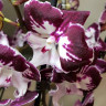 Орхидея Phalaenopsis Tinkerbells Kizz, Big Lip (отцвел, РЕАНИМАШКА) 