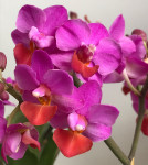 Орхидея Phal. Liu's Triprince 'Hot Lip', multiflora (отцвел, РЕАНИМАШКА)
