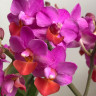 Орхидея Phal. Liu's Triprince 'Hot Lip', multiflora (отцвел, РЕАНИМАШКА)
