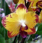 Орхидея Phalaenopsis Bee Sting (цветет, РЕАНИМАШКА)
