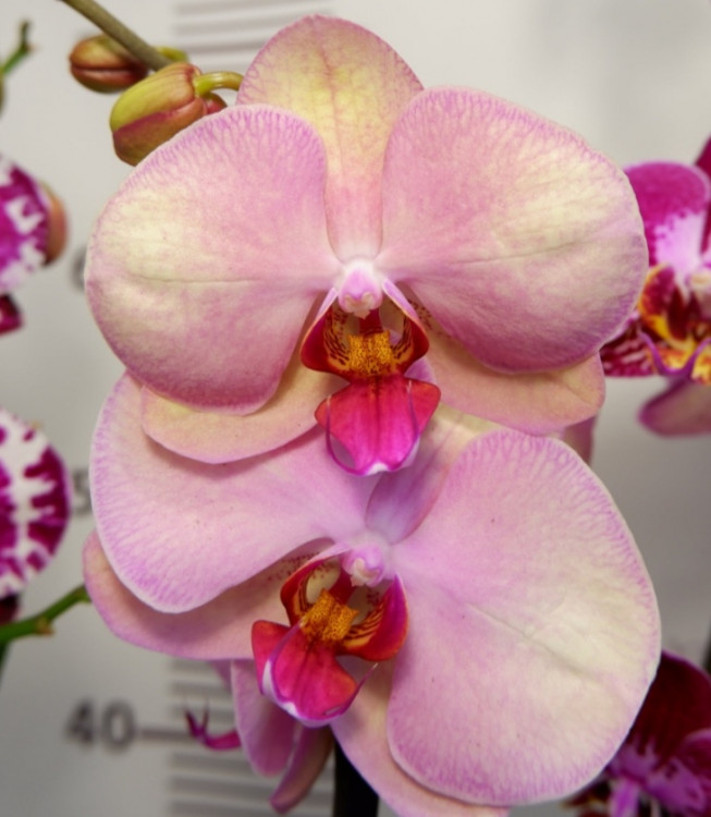 Орхидея Phalaenopsis Hazard (отцвел, УЦЕНКА*)
