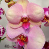 Орхидея Phalaenopsis Hazard (отцвел, УЦЕНКА*)