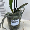 Орхидея Phalaenopsis Hazard (отцвел, УЦЕНКА*)