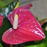 Anthurium Summer Love