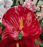 Anthurium Nevada 