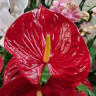 Anthurium Nevada (отцвел)