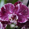Орхидея Phalaenopsis Chocolate