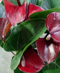 Anthurium Adios Dark Red (отцвёл)