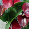 Anthurium Adios Dark Red (отцвёл)