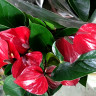 Anthurium Adios Dark Red (отцвёл)