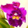 Орхидея Cattleya (отцвела)